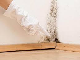 Trusted Buhl, ID Mold Removal & Remediation Experts